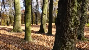 Sonbahar parkında meşe ve yapraklar.