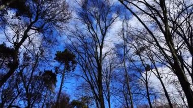 Sonbahar parkındaki ağaçların tepeleri..