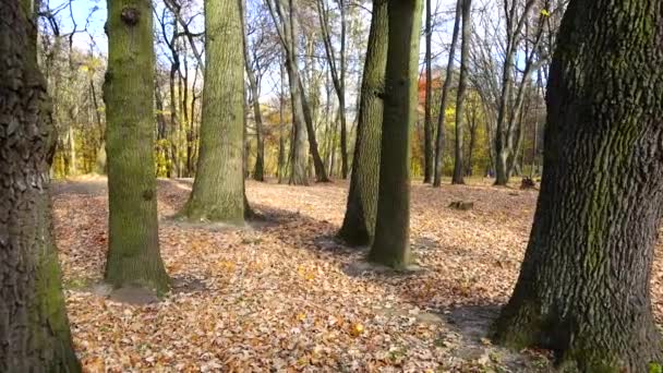 Duby Spadlé Listí Podzimním Parku — Stock video