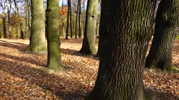 Dęby Opadłe Liście Jesiennym Parku — Wideo stockowe