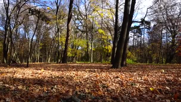 Sonbahar Parkında Meşe Akçaağaç Yaprakları — Stok video