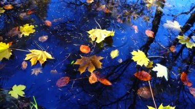 Su yüzeyine düşen akçaağaç yaprakları. Yavaş çekim.