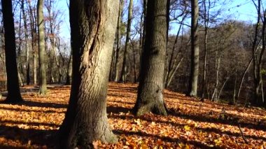Sonbahar parkında meşe ve akçaağaçlar.