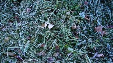 Çimlerde buz var. Sonbahar parkında çekim..