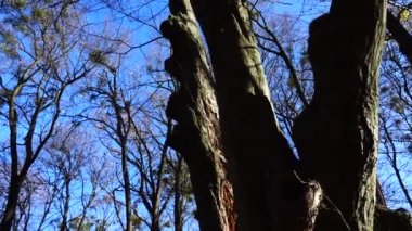 Platanus sandık sonbahar parkında.