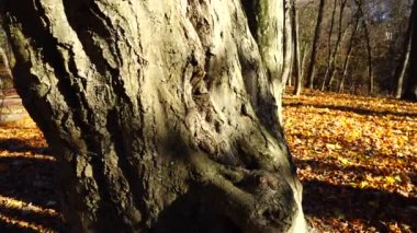 Platanus sandık sonbahar parkında.