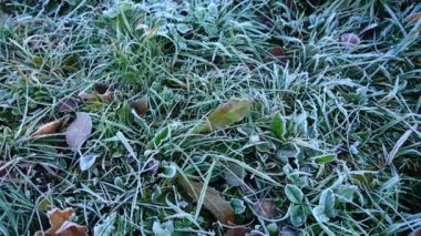 Çimlerde buz var. Sonbahar parkında çekim..