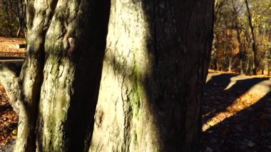 Platanus sandık sonbahar parkında.