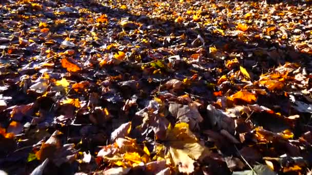 Folhas Caídas Parque Outono — Vídeo de Stock