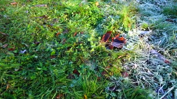 Frost Auf Dem Rasen Schießen Herbstpark — Stockvideo