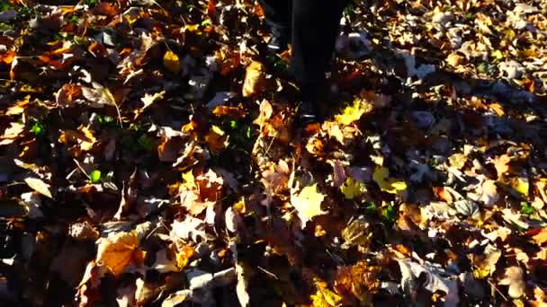 Una Mujer Camina Sobre Hojas Caídas Otoño Movimiento Lento — Vídeo de stock