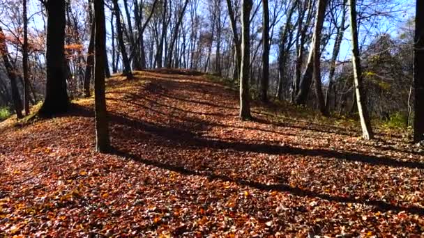 秋の公園のオークとカエデ — ストック動画