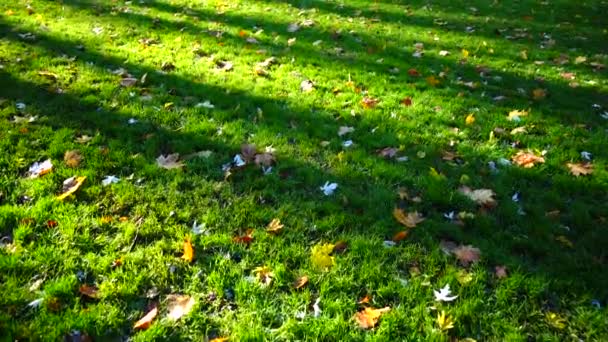 Feuilles Tombées Dans Parc Automne — Video