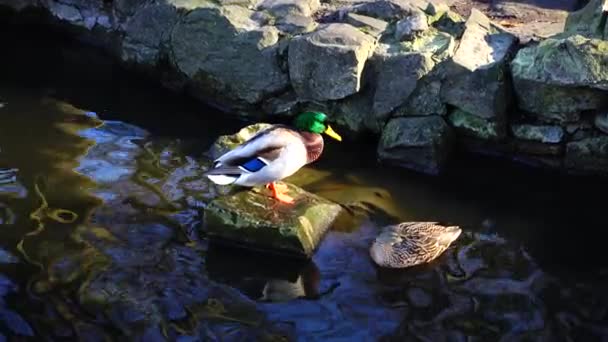 Pato Selvagem Lagoa — Vídeo de Stock