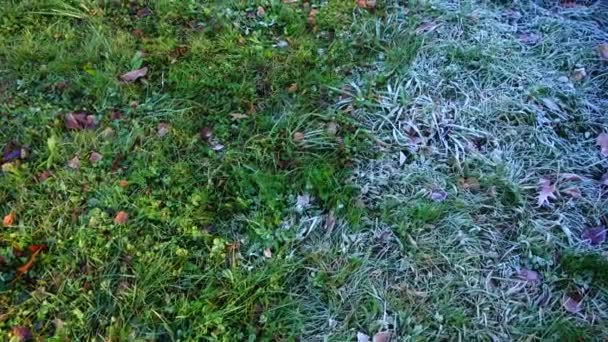 Frost Het Gras Schieten Het Herfstpark — Stockvideo