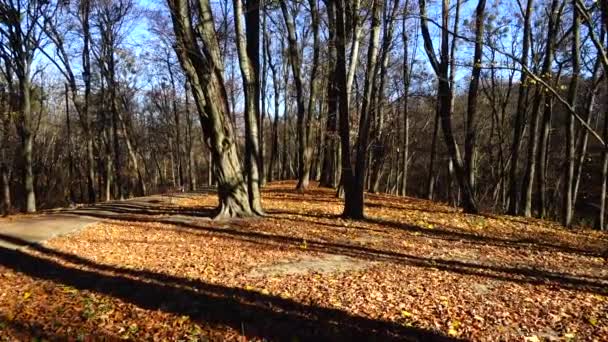 Hojas Caídas Parque Otoño — Vídeos de Stock