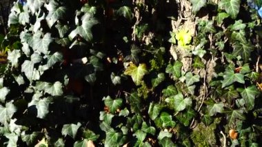 Ivy bir meşe ağacının gövdesinin etrafında. Sonbahar parkında çekim..