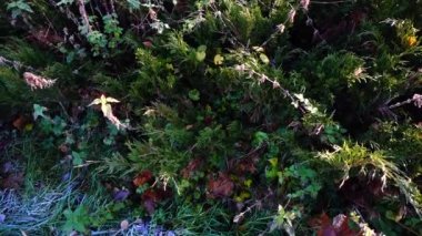 Çimlerde buz var. Sonbahar parkında çekim..