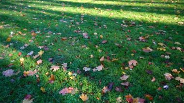 Sonbahar parkında düşen yapraklar.