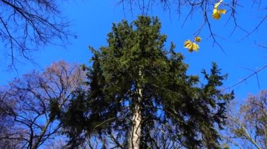Çam sandığı. Sonbaharda parkta çekim yapmak..