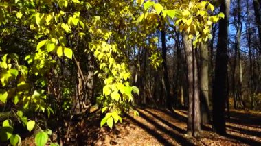 Sonbaharda parkta bir ağaç üzerinde yaprakları.