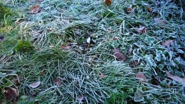 Frost Het Gras Schieten Het Herfstpark — Stockvideo