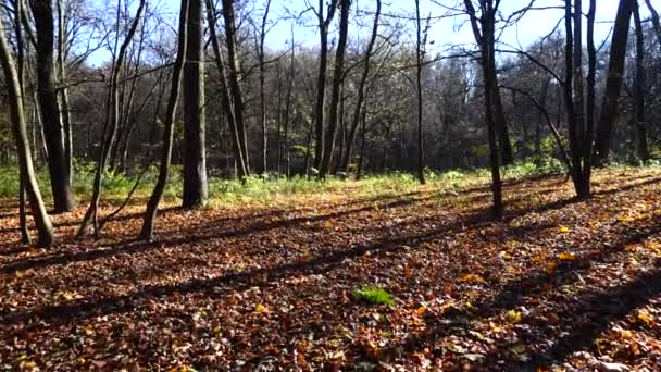 Дубы Клёны Осеннем Парке — стоковое видео