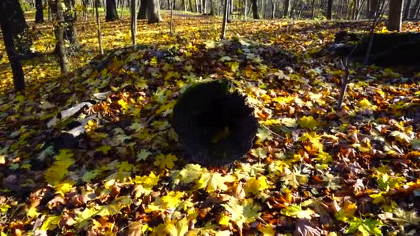 Старый Ствол Дерева Среди Листвы Осеннем Парке — стоковое видео