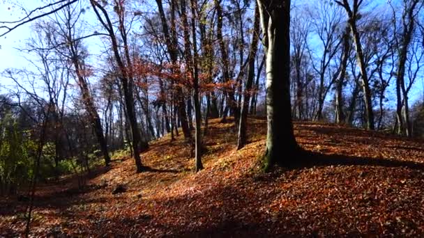 Eichen Und Ahorne Herbstpark — Stockvideo