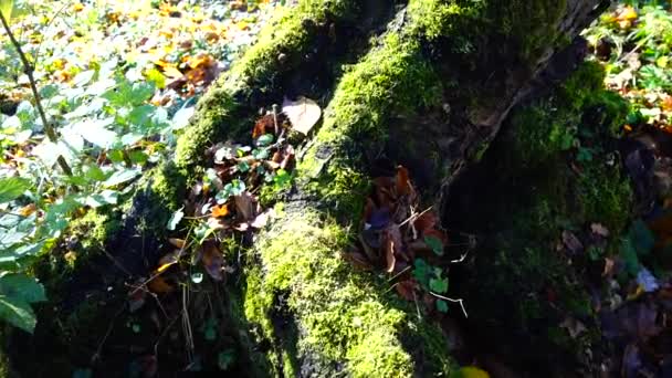 Baumstumpf Herbstpark Mit Moos Überwuchert — Stockvideo