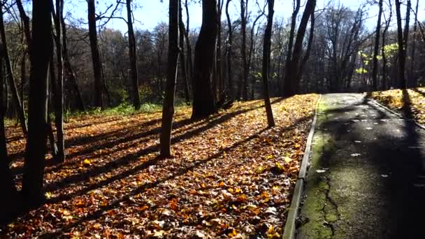 Прогулка Осеннем Парке — стоковое видео