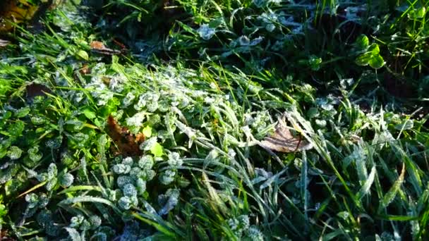 Frost Græsset Optagelse Efteråret Park – Stock-video