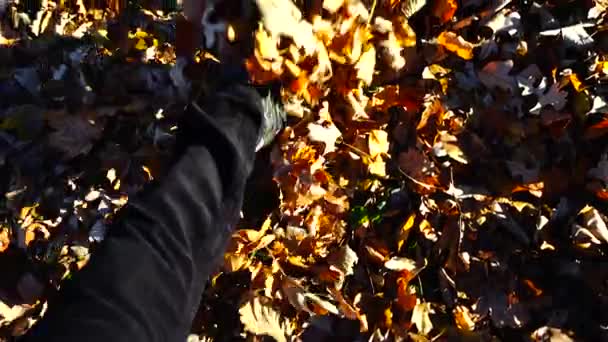 Hombre Camina Sobre Hojas Caídas Otoño Movimiento Lento — Vídeo de stock