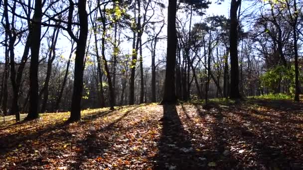 Querce Aceri Nel Parco Autunnale — Video Stock