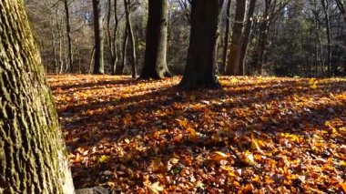 Sonbahar parkında meşe ve akçaağaçlar.