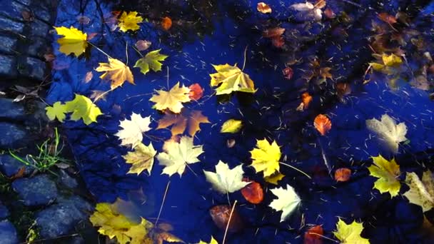 Herfst Esdoorn Bladeren Het Wateroppervlak — Stockvideo