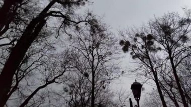 Bulutlu sonbahar gökyüzünün arka planında sokak ışıkları.