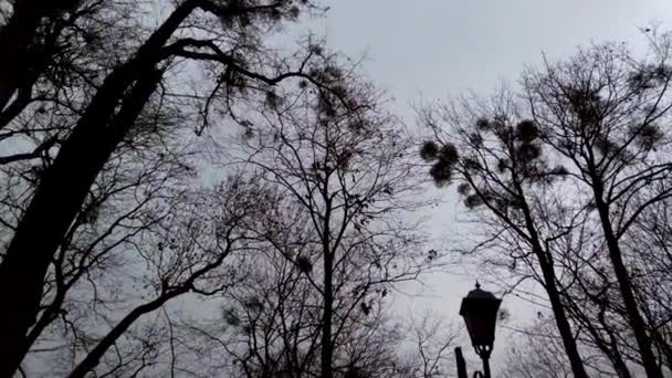 Straatverlichting Achtergrond Van Bewolkte Herfstlucht — Stockvideo