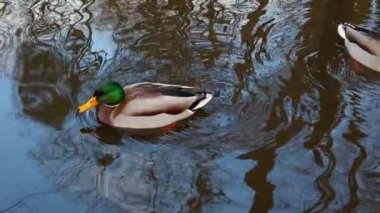 Sonbahar havuzunda vahşi ördekler.