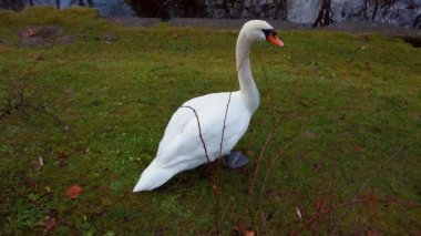 Göletin yanında beyaz kuğu.