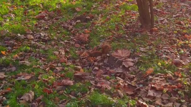 Esquilo Parque Outono — Vídeo de Stock