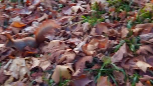 秋天公园里的松鼠 — 图库视频影像