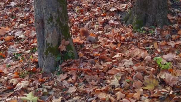 Eichhörnchen Herbstpark — Stockvideo
