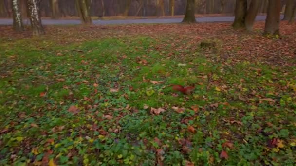 Белка Осеннем Парке — стоковое видео