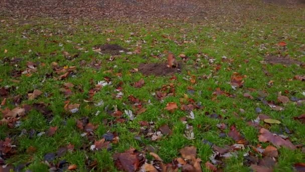 Écureuil Dans Parc Automne — Video