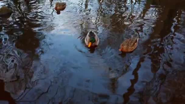 Sonbahar Havuzunda Vahşi Ördekler — Stok video