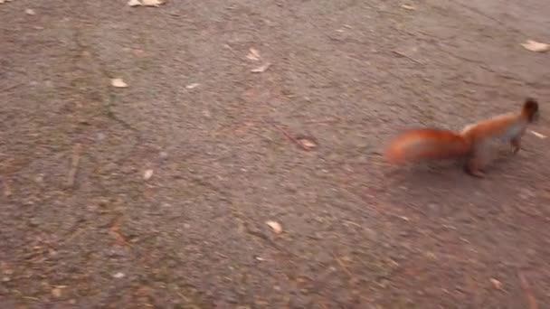 Σκίουρος Στο Πάρκο Φθινόπωρο — Αρχείο Βίντεο
