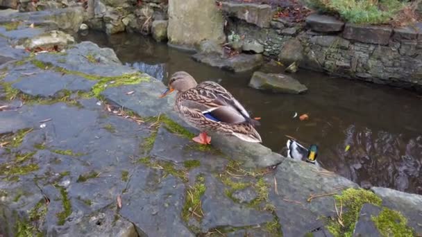 Wildenten Herbstweiher — Stockvideo