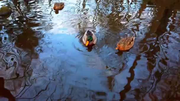 秋の池の野生のアヒル — ストック動画