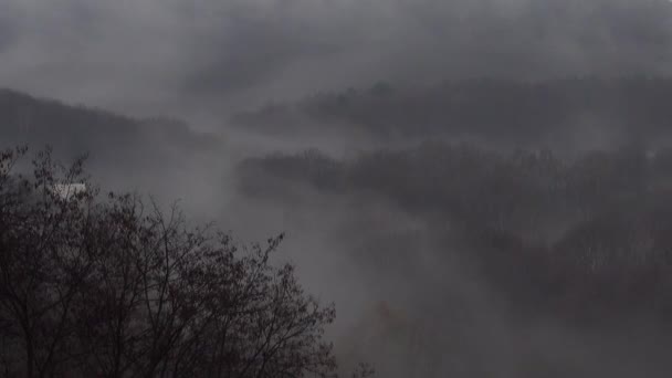 Nebbia Autunnale Sulla Foresta — Video Stock